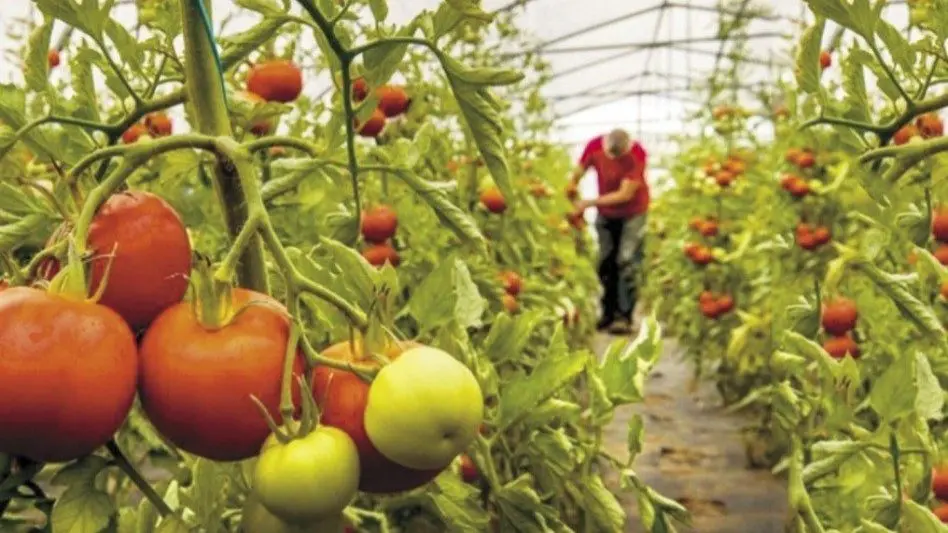 Productores Frutihorticolas: "La idea del uso de bionsumos es ser más sostenibles y viables en la producción"