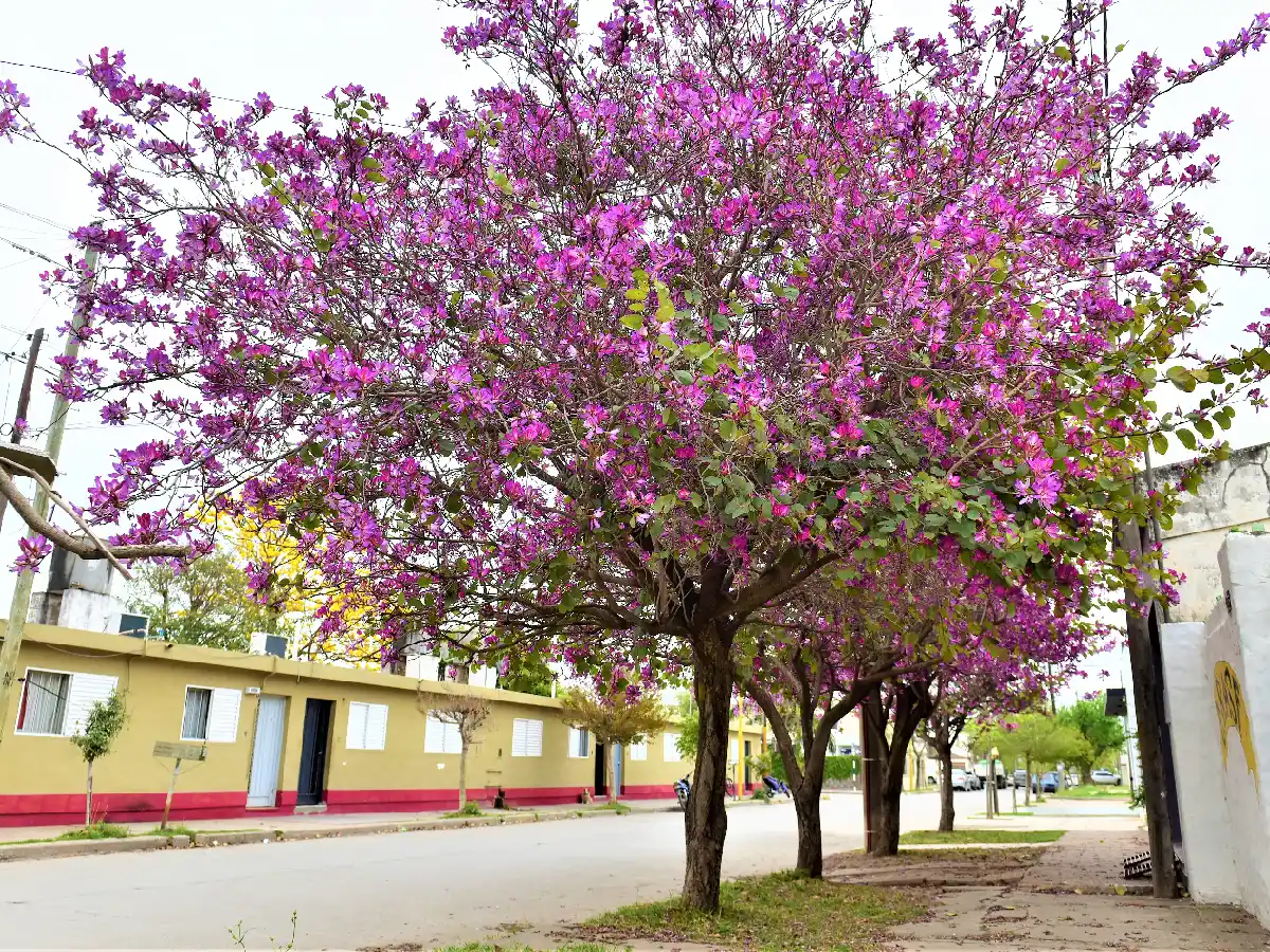 Día de la Primavera en Argentina: ¿es el 21 o el 23 de septiembre? 
