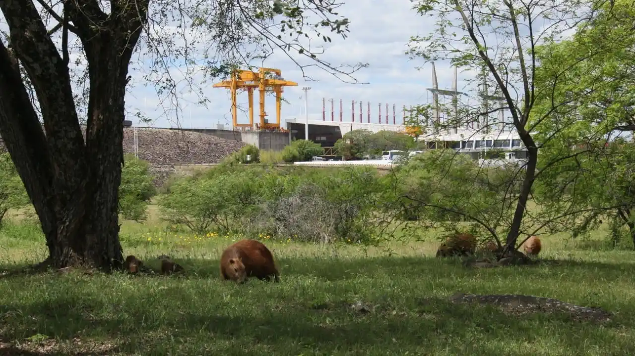 Este sábado vuelven las visitas a la Represa de Salto Grande