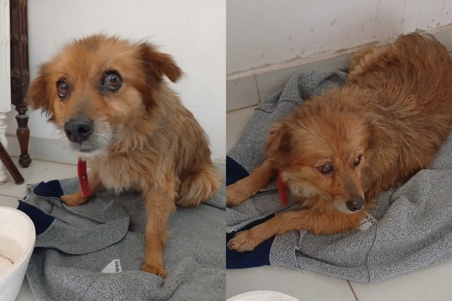 Encontraron a esta perrita y buscan a sus dueños