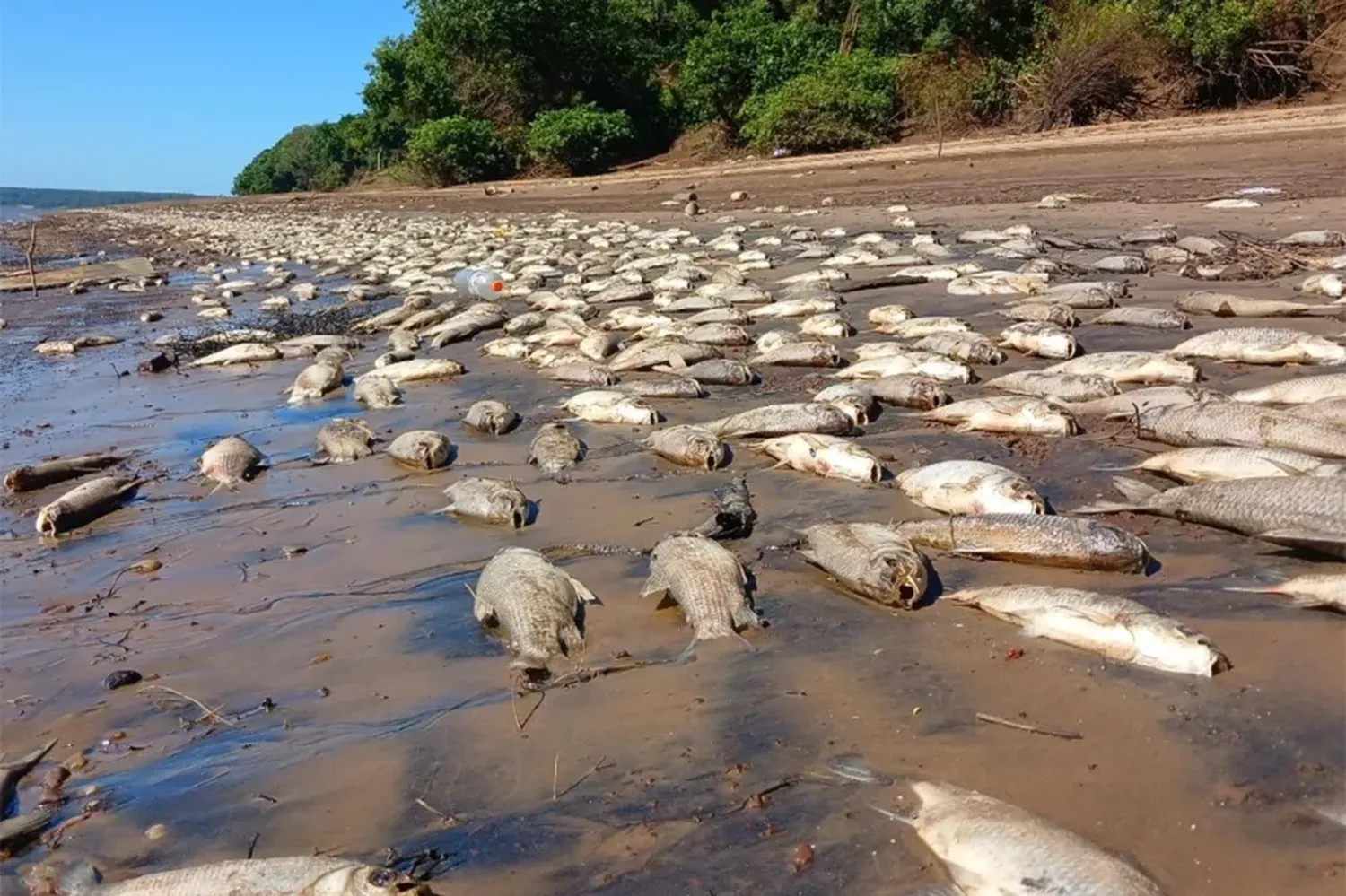 Iniciaron acciones para evaluar las causas de la muerte masiva de peces en el río Uruguay