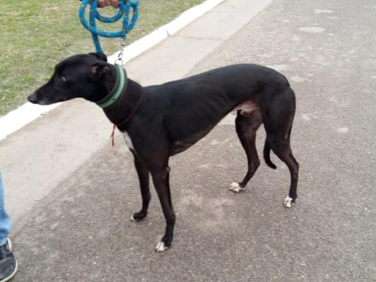 Carrera de galgos: 25 detenidos en Idiazabal