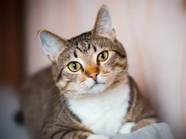 Con este encuentro se buscará brindar herramientas actualizadas a los profesionales para mejorar la calidad de vida de los gatos.