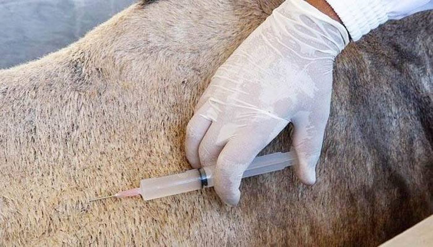 Una revista de The Lancet  publicó el estudio sobre suero equino contra el coronavirus