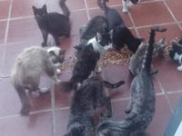 La trágica herencia de Elba Szyszkowski y sus casi 40 gatos sin castrar
