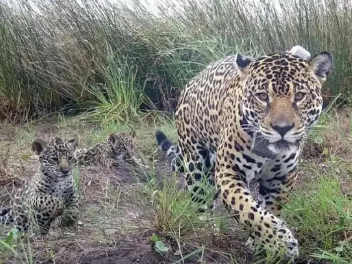 Las crías tendrían entre cinco y seis meses y se desplazaban junto a su madre durante sus recorridos por la selva. gentileza: Geenpeace