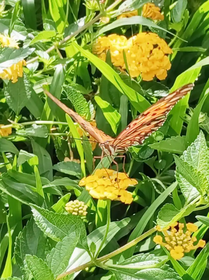 Jornada de avistamiento de mariposas y plantas autóctonas