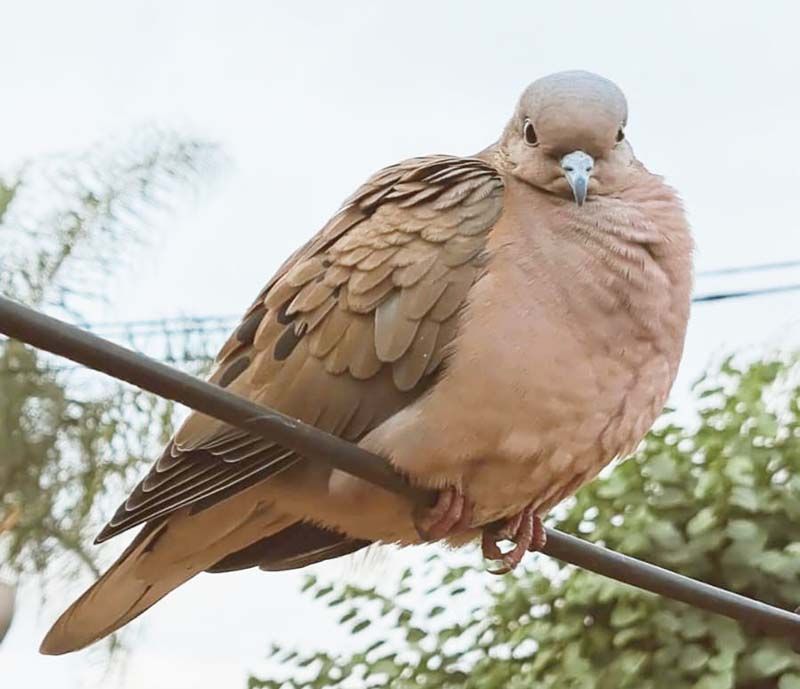 Membrillo