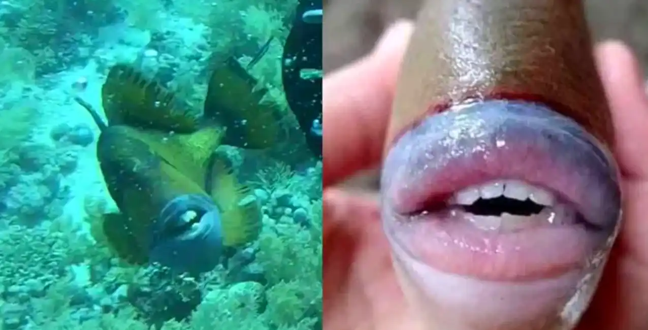 Insólito: un buzo fue mordido por un pez con dientes humanos