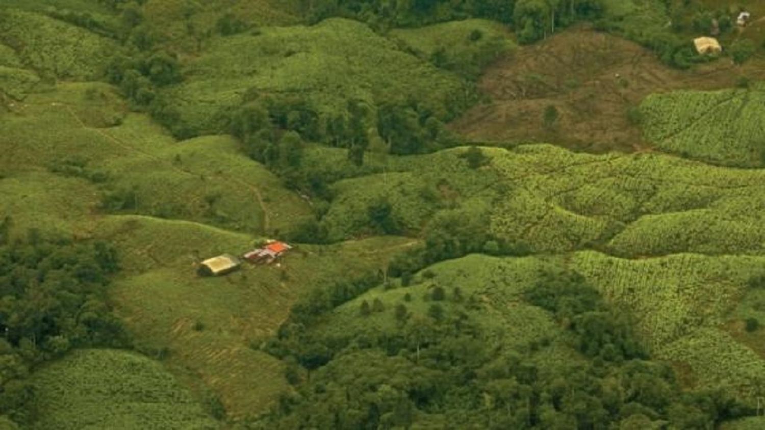 Producción de cocaína en Colombia alcanza récord histórico con aumento de 53%