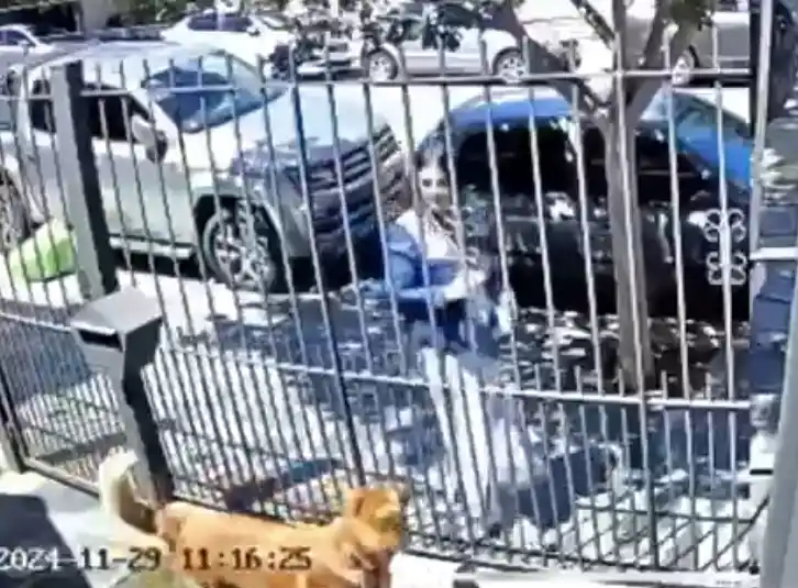 El perro fue llevado al veterrinario y se encuentra fuera de peligro.