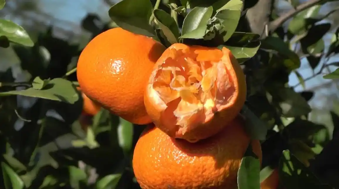 Temporal en Entre Ríos: por los daños, se podría declarar la emergencia citrícola