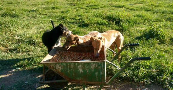Proponen que algunas multas de tránsito se paguen con alimentos para el Refugio de Animales