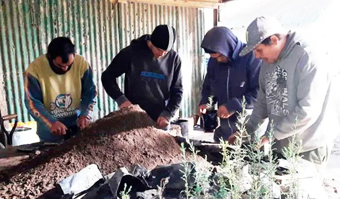 Entregaron plantas en Juan N. Fernández