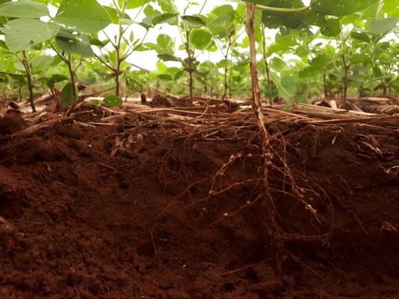 Alelopatía, el bioherbicida producido por las mismas plantas