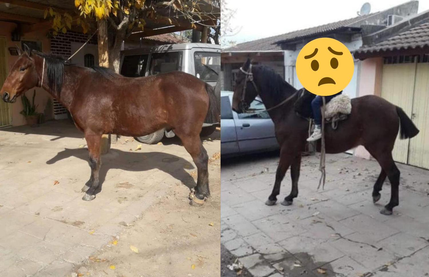 Siguen buscando este caballo