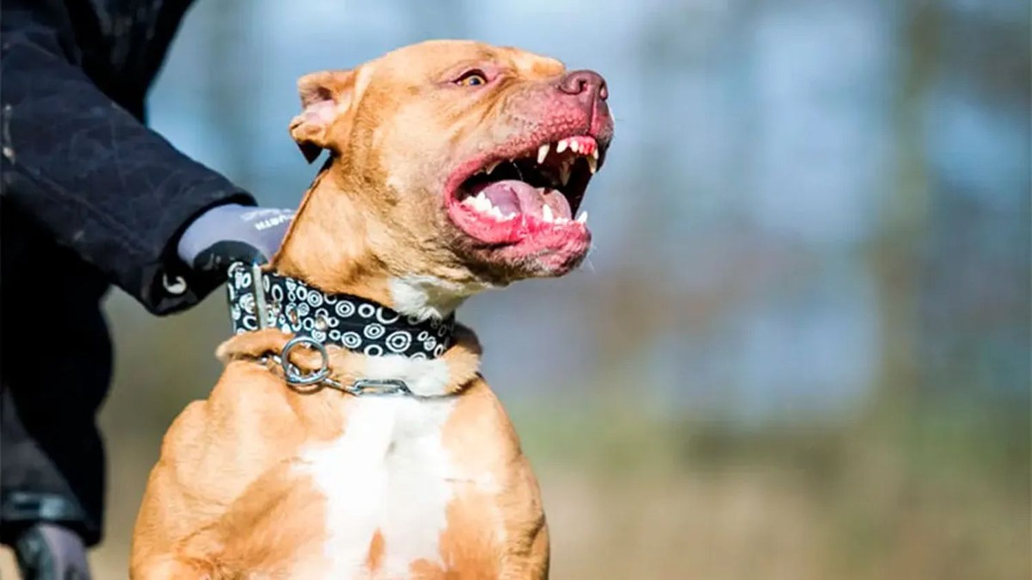 Nene internado con lesiones graves tras ataque de un pitbull