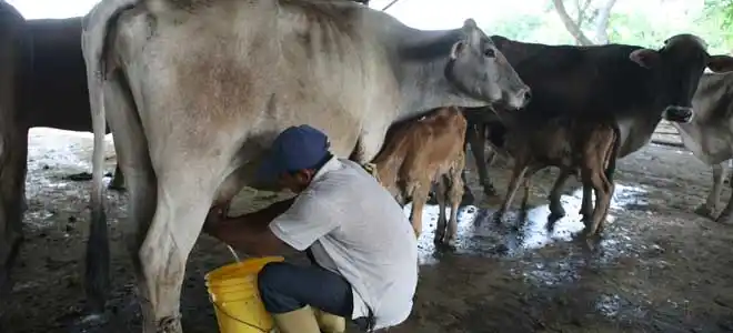 Con un GARROTAZO en la cabeza: Industria láctea a punto de AHOGARSE por el aumento del dólar