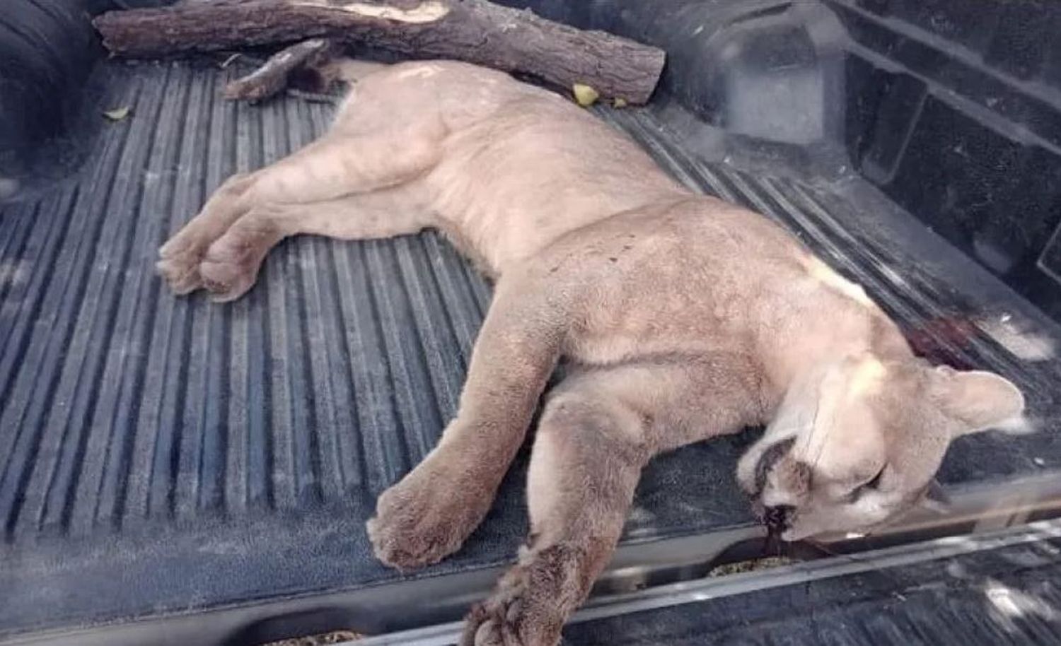 Tras el rechazo de la Justicia local, Provincia investigará la caza de un puma en Larroque