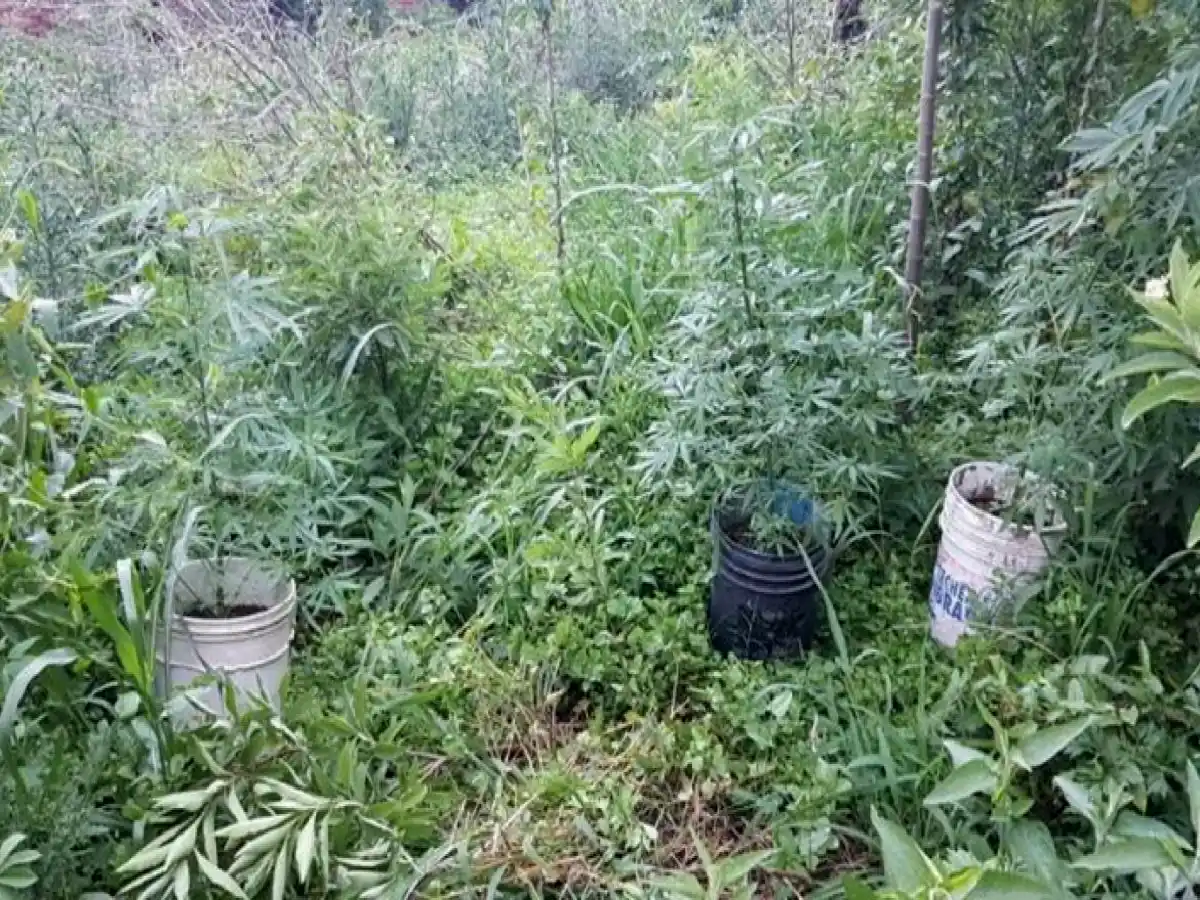 Encontraron 6 plantas de marihuana en un baldío