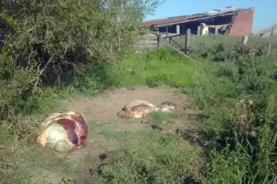 Le faenaron dos bovinos: otro caso de la inseguridad que sufren los establecimientos agropecuarios