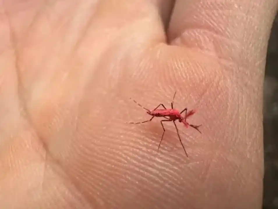 En Mendoza liberaron a 10 mil “mosquitos rojos” para combatir el dengue