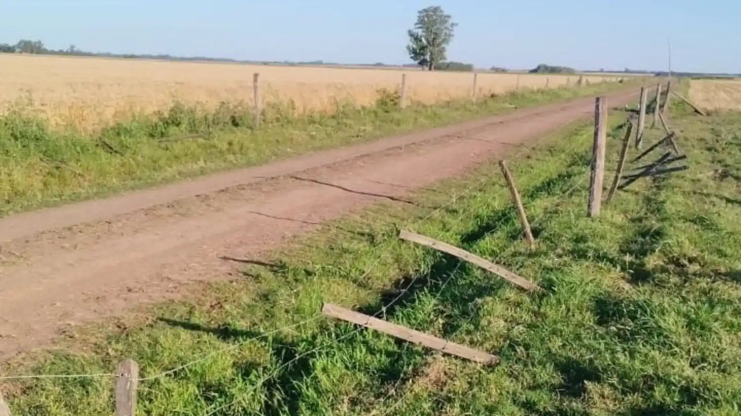 Desde Colegiales siguieron las huellas que se pierden en la zona de La Tosquera. Recuperaron dos de los treinta animales robados.