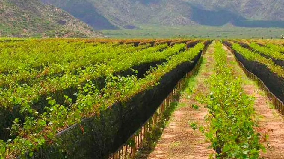 Martín Rubinetti en un recorrido por las bodegas de La Rioja