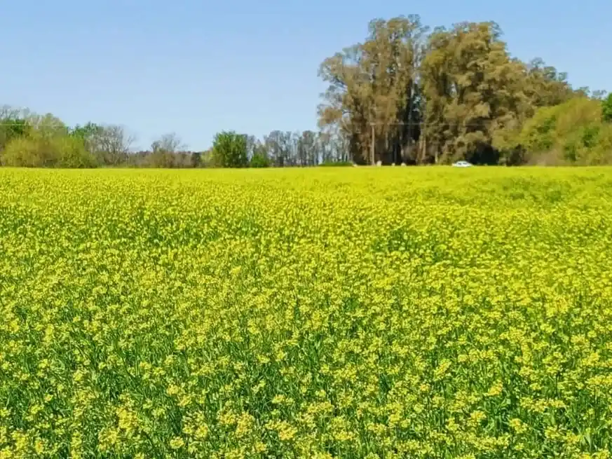 Bunge y Chevron tienen inversiones de Camelina en Pergamino.