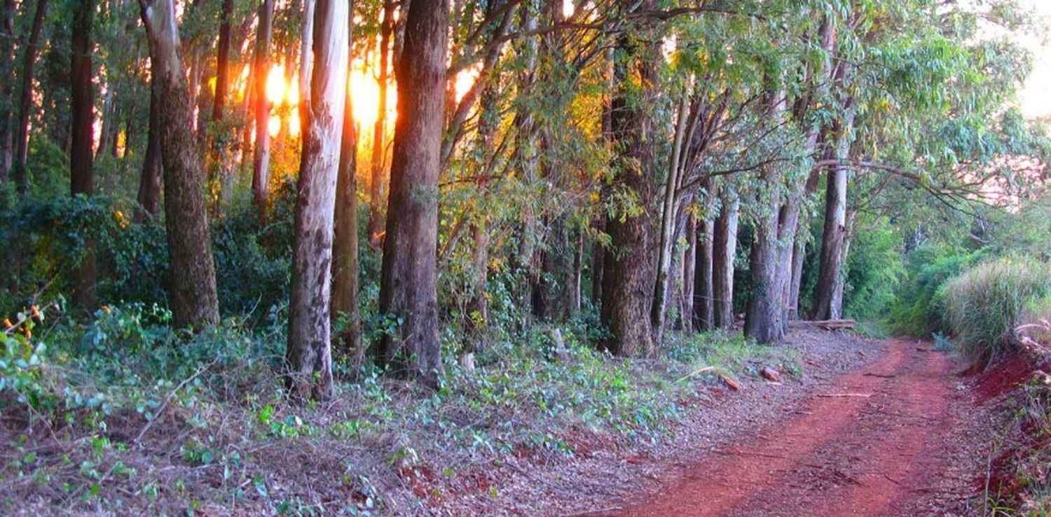 Misiones:  Estabilidad climática con sol y leve ascenso de temperaturas