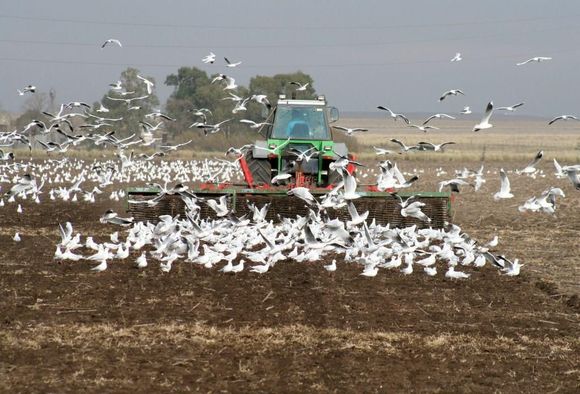 Aapresid advierte por el aumento de la superficie labrada