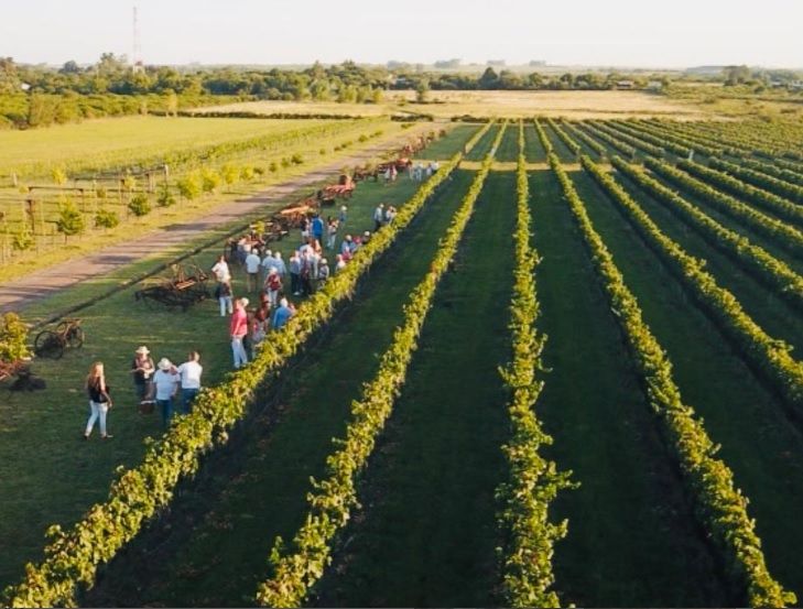 Cinco bodegas del Departamento serán parte del “Camino del vino” de Gualeguaychú