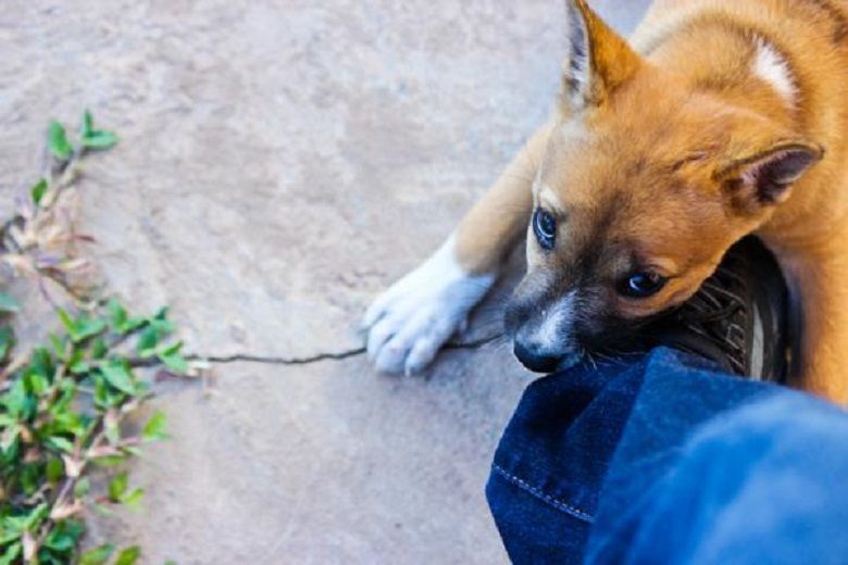 Caminaba por la vía pública cuando fue atacado por perros que andaban sueltos