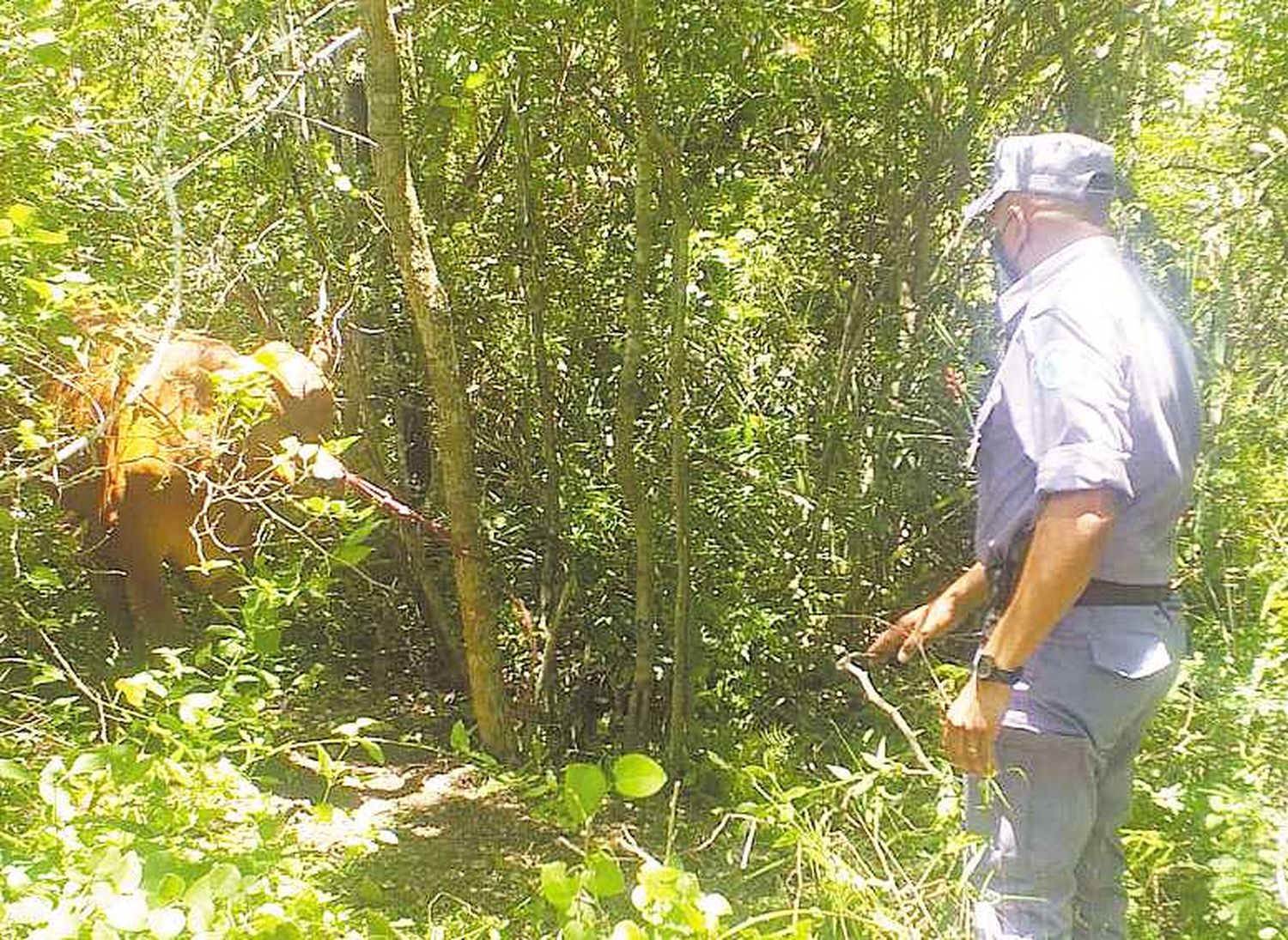 Sorprenden a dos abigeos trasladando un vacuno