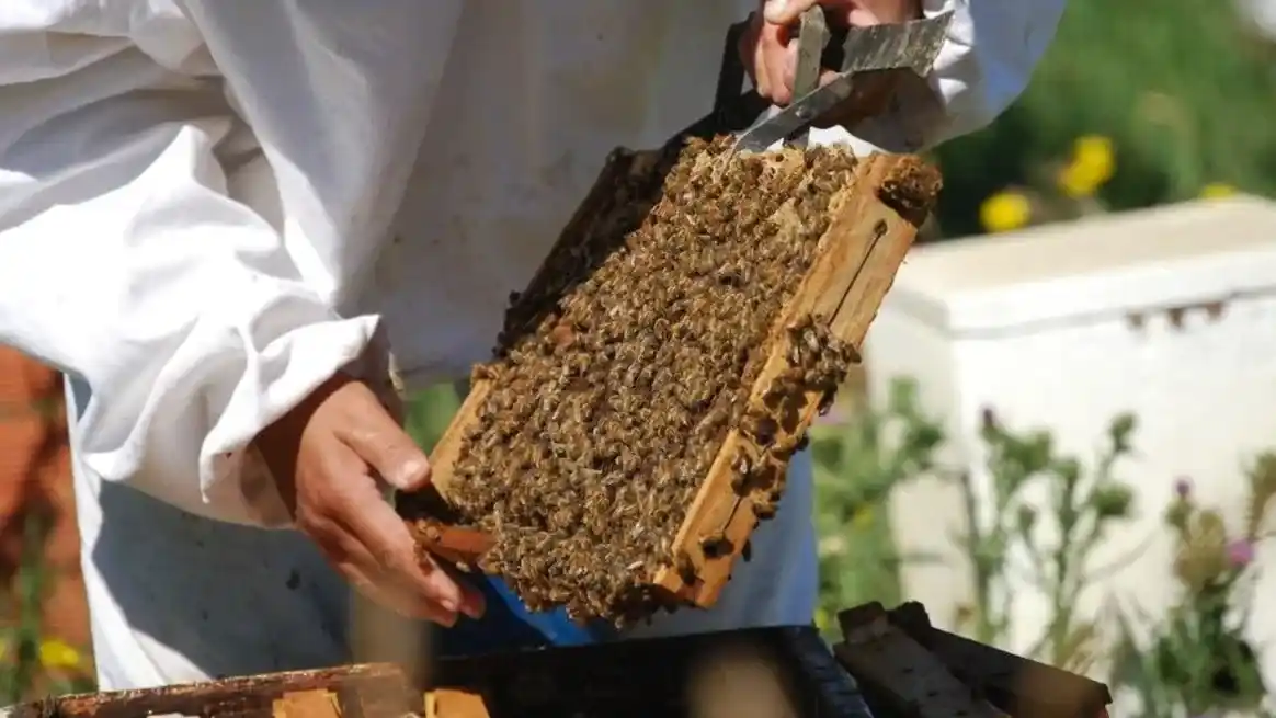 La miel santafesina gana mercados: Cosar afianza exportaciones a Europa y Estados Unidos