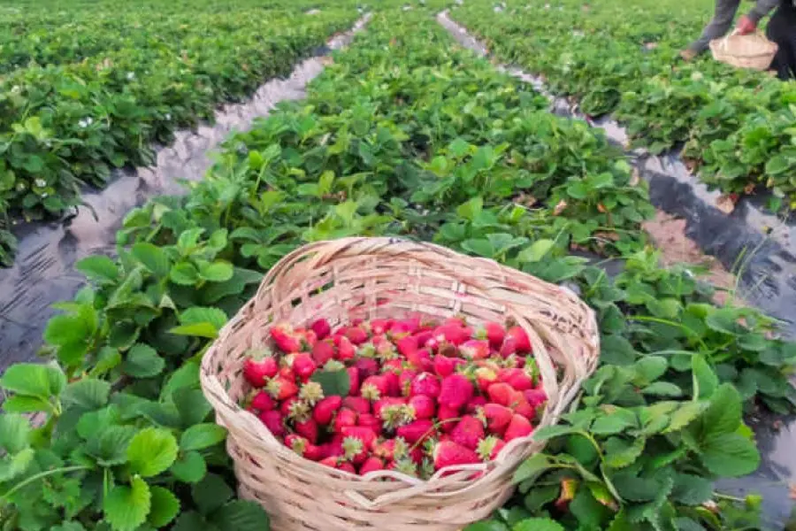 Encontraron a 13 personas trabajando en extrema precariedad en un campo de frutillas de Arroyo Leyes