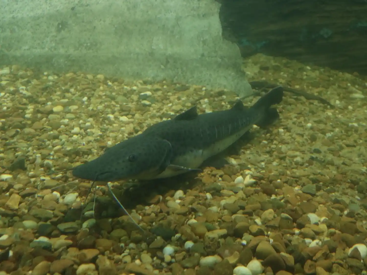 El objetivo de la medida es proteger la especie.