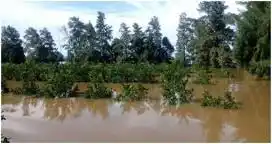 Brindan recomendaciones para el manejo de las plantas cítricas post inundaciones
