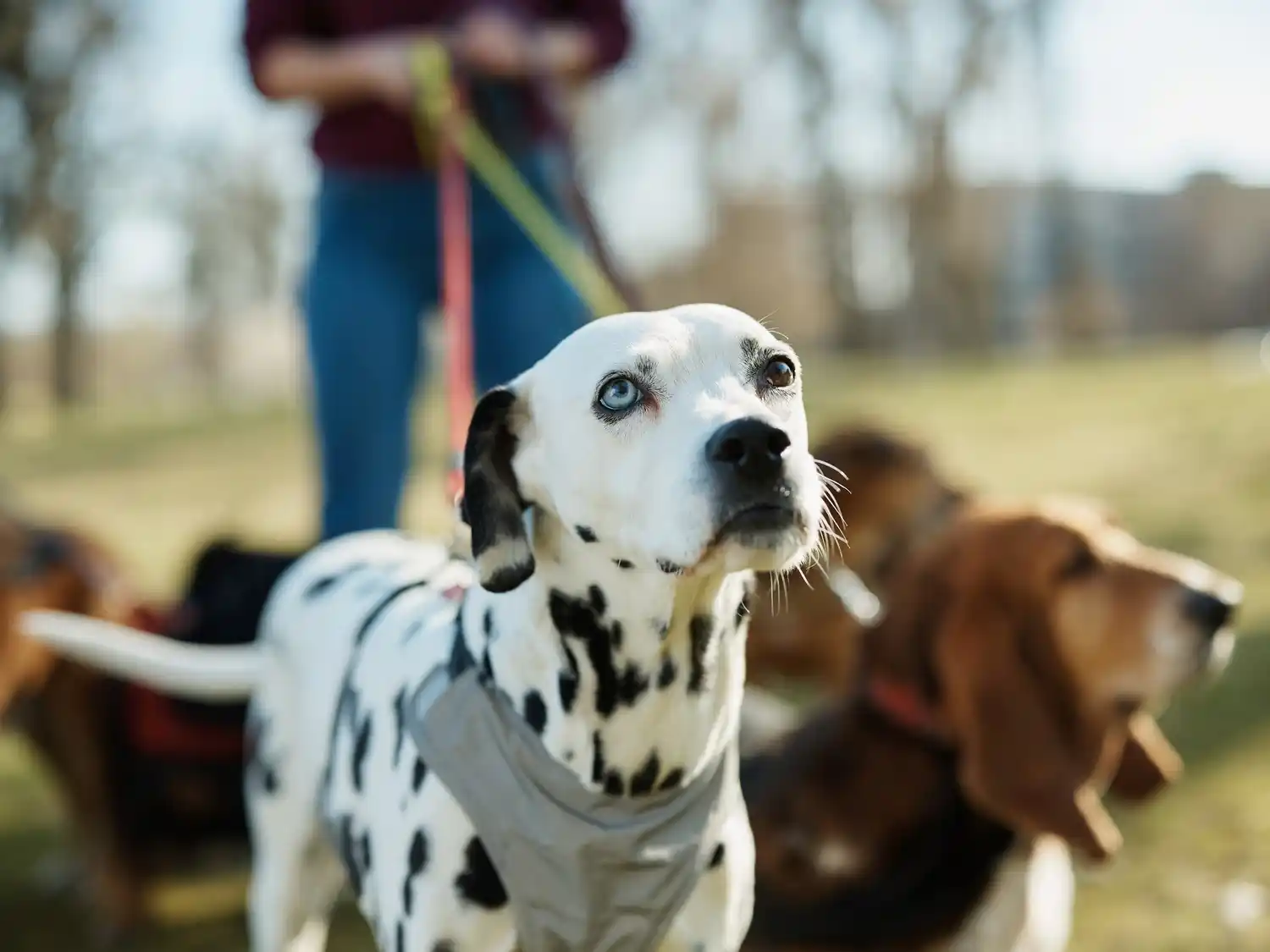 Día Mundial del Perro: la importancia de la adopción y el compromiso en su cuidado