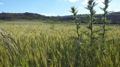 Agroecología: Mapa de Semillas en Entre Ríos