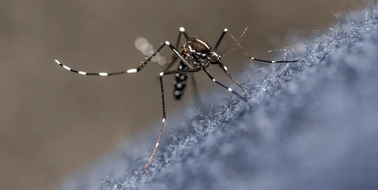 El total de los casos de dengue, desde noviembre a la fecha, asciende a 1.967 en toda la provincia.
