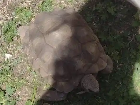 Buscan a una tortuga