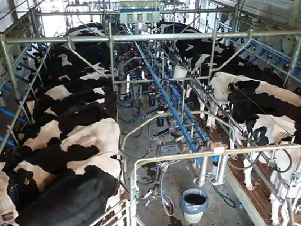 Cerraron 450 tambos en los últimos 12 meses 