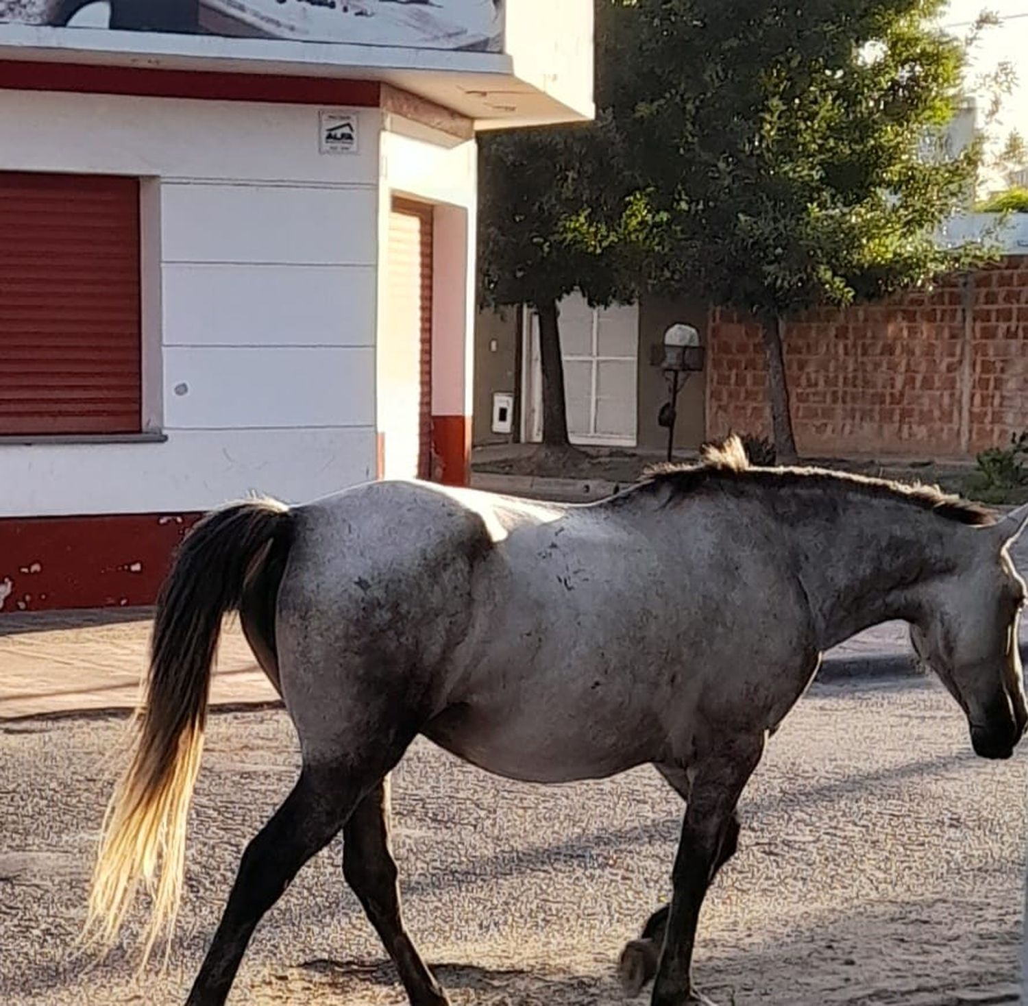 ¿Estará perdido el caballo?