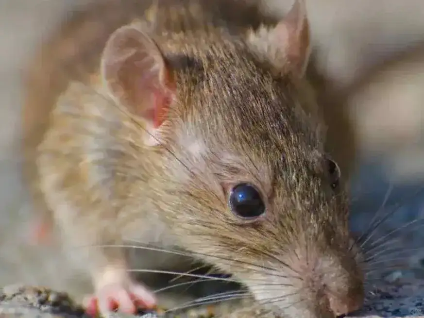 hantavirus