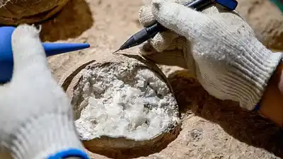 Método no convencional reveló huevo de dinosaurio de 86 millones de años