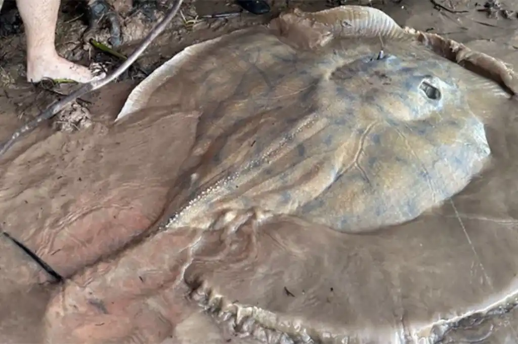 “Costó más de una hora y media para poder levantarla", contó uno de los pescadores