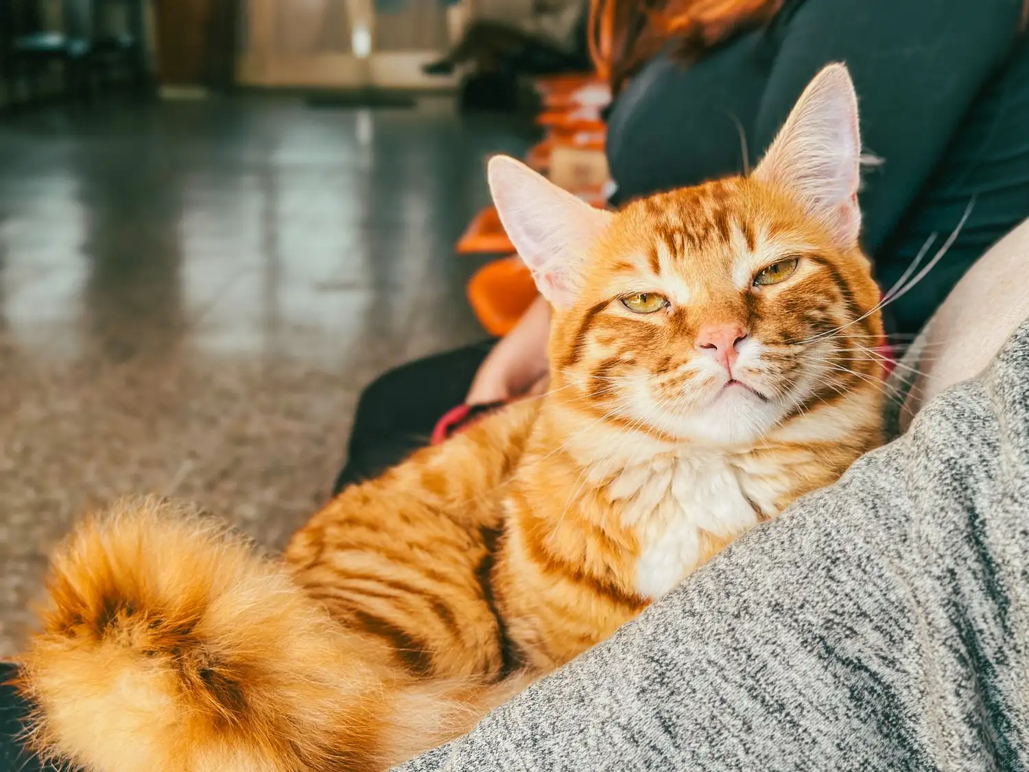 La iniciativa, destinada a perros y gatos, se complementará con charlas sobre tenencia responsable de mascotas.