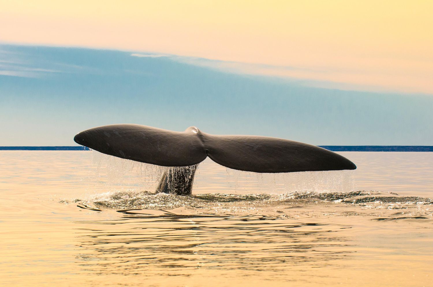 Conmovedor espectáculo de ballenas en Puerto Madryn