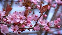 Habitante Ilustre (mi cerezo)